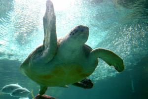 Anglesey Sea Zoo image 1